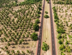aerial photography of palm trees beside the road thumbnail