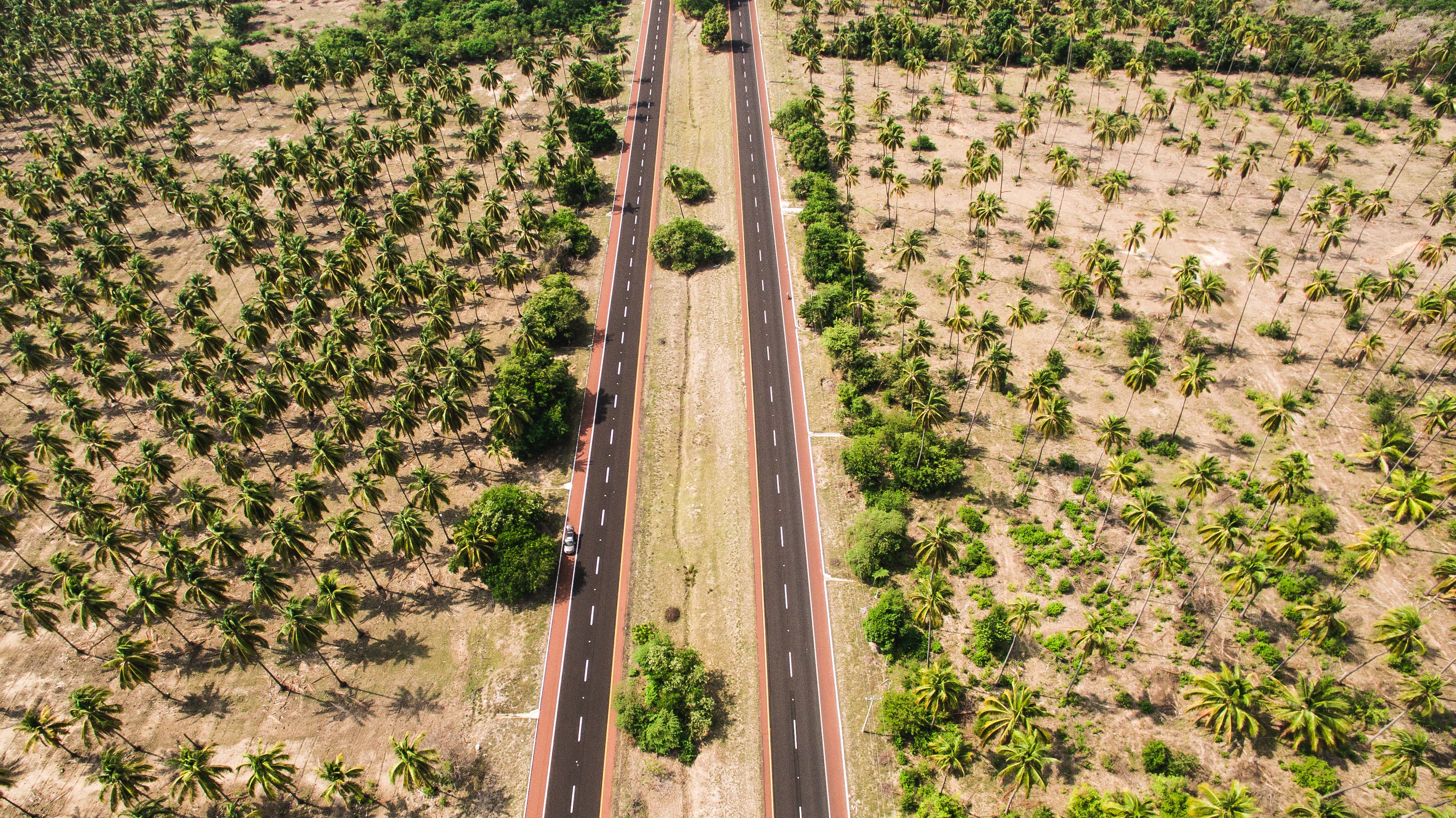 aerial photography of palm trees beside the road
