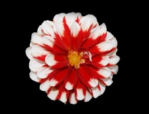 red and white clustered petal flower thumbnail