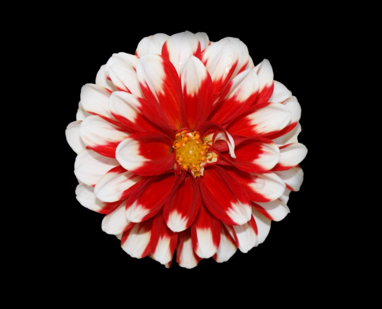 red and white clustered petal flower