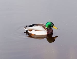 white black and brown duck thumbnail