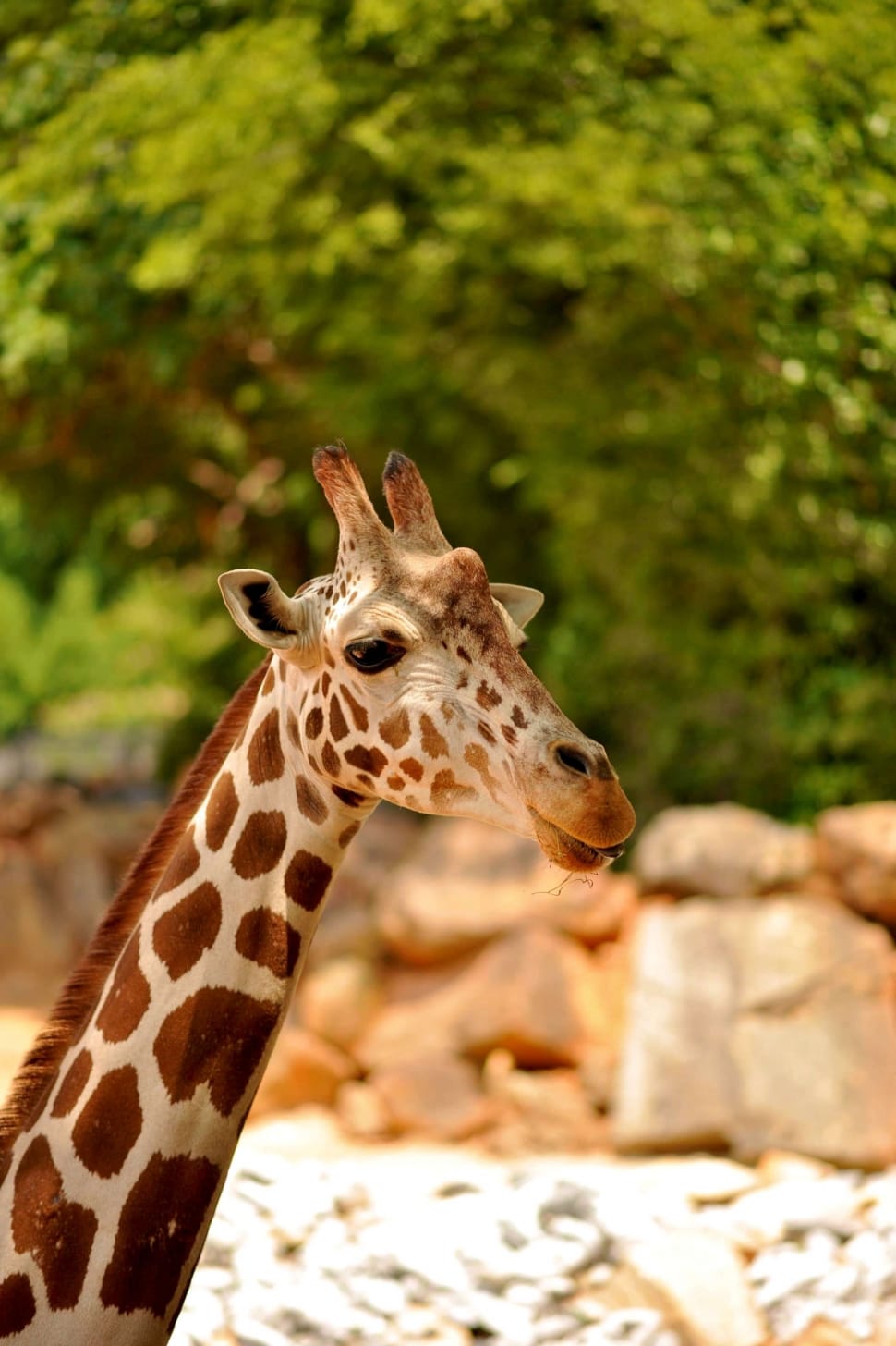 Giraffe, Wildlife, Animal, Zoo, African, animal wildlife, animals in the wild preview