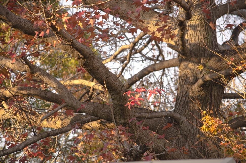 brown tree preview