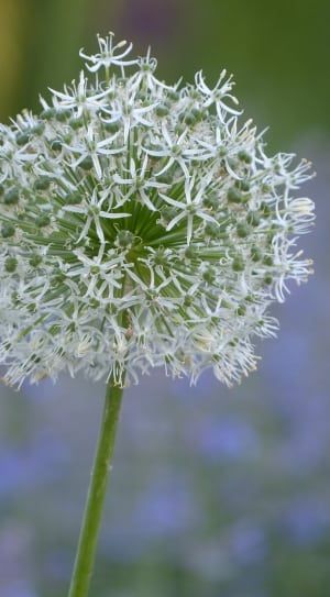 white and green petal plant thumbnail