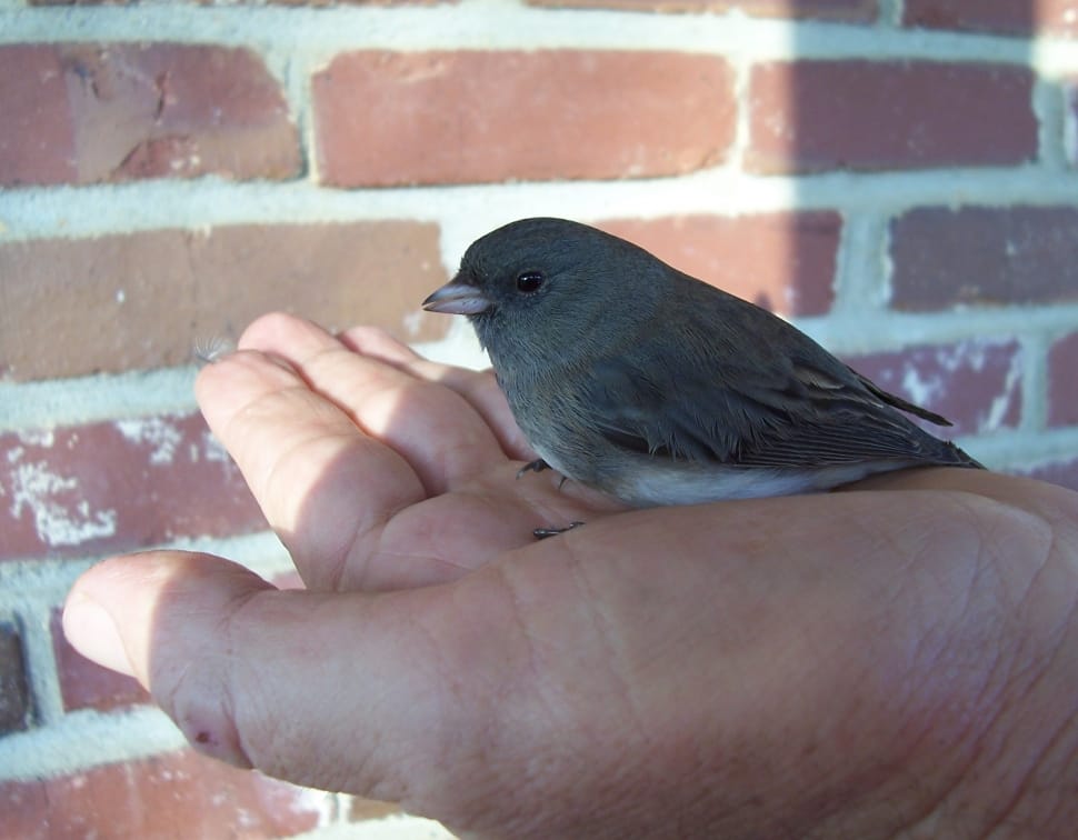 grey bird preview