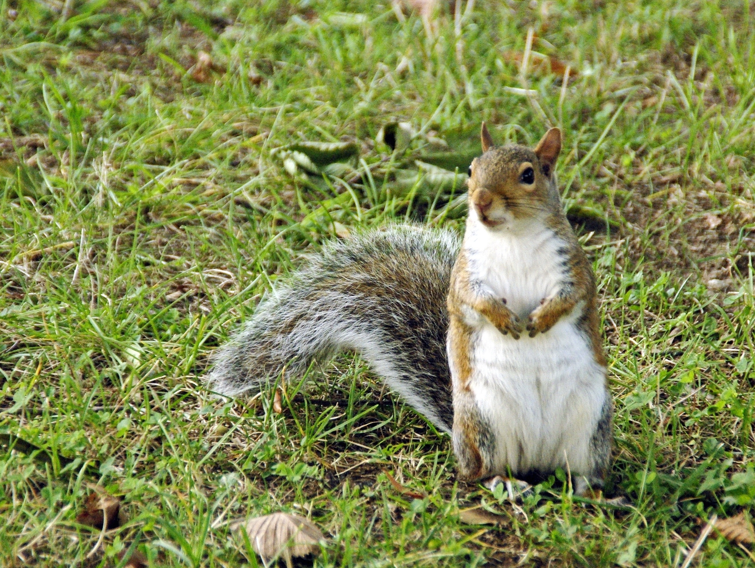 white and brown squirrel