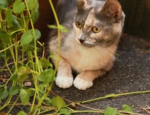 beige and grey fur cat near green vine plant thumbnail