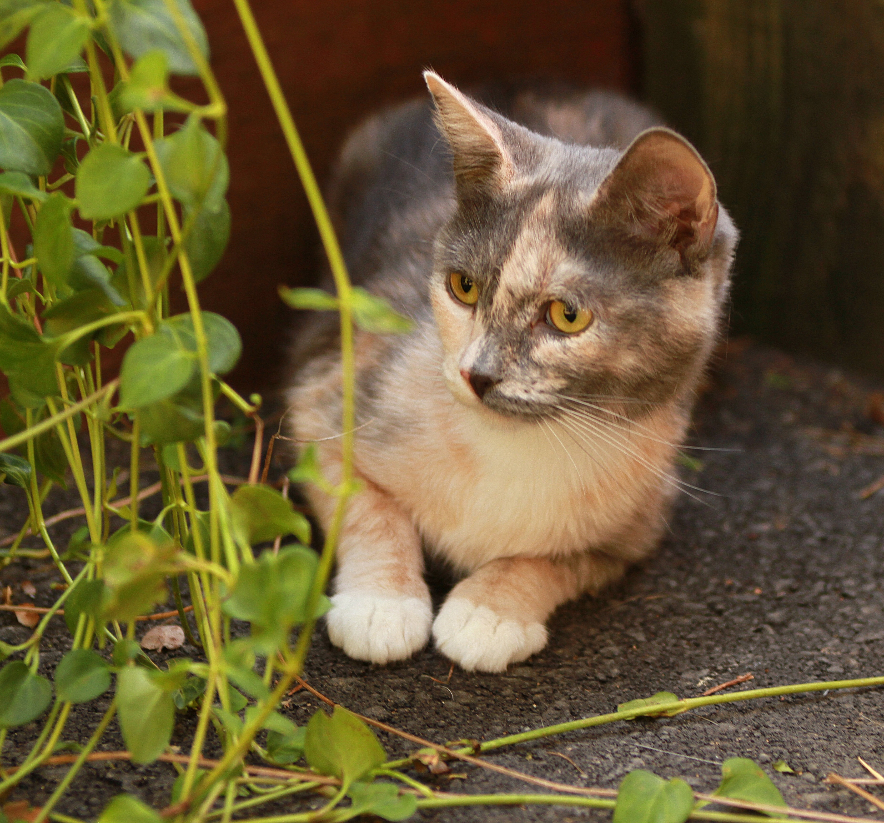 beige and grey fur cat near green vine plant