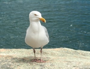 white seagull bird thumbnail