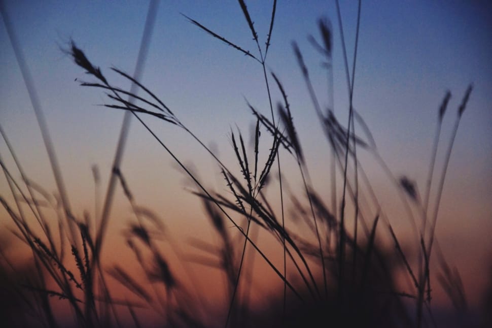 silhouette photography of grass during sunset preview