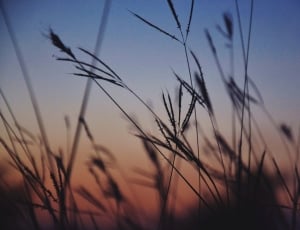 silhouette photography of grass during sunset thumbnail