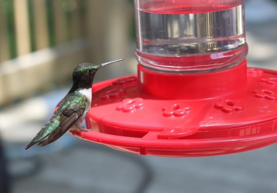 ruby throated hummingbird preview