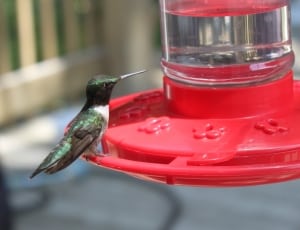 ruby throated hummingbird thumbnail