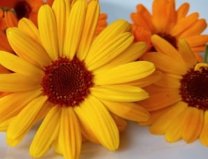 yellow and orange cluster petal flowers thumbnail