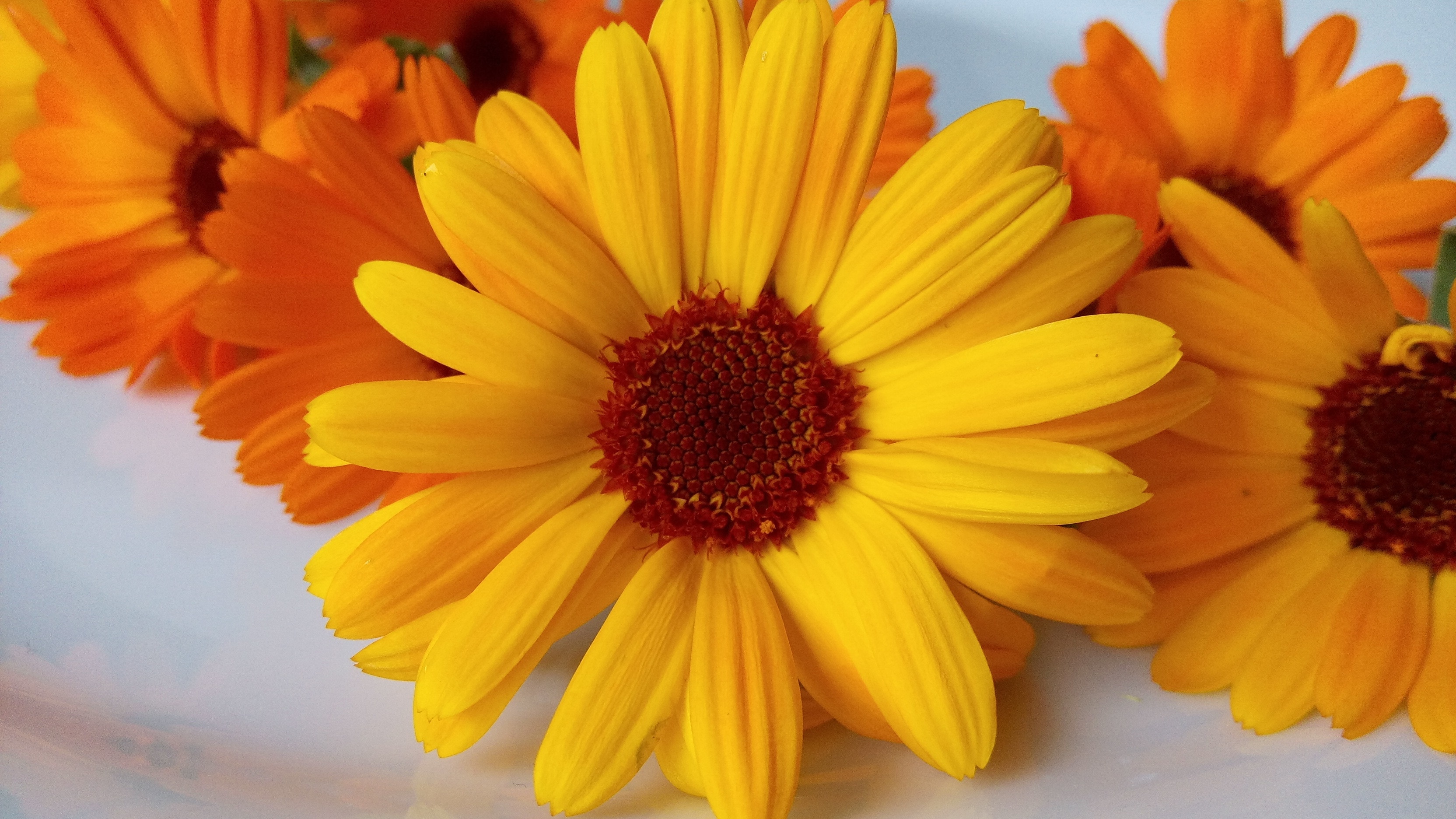 yellow and orange cluster petal flowers