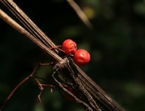 red berry plant thumbnail