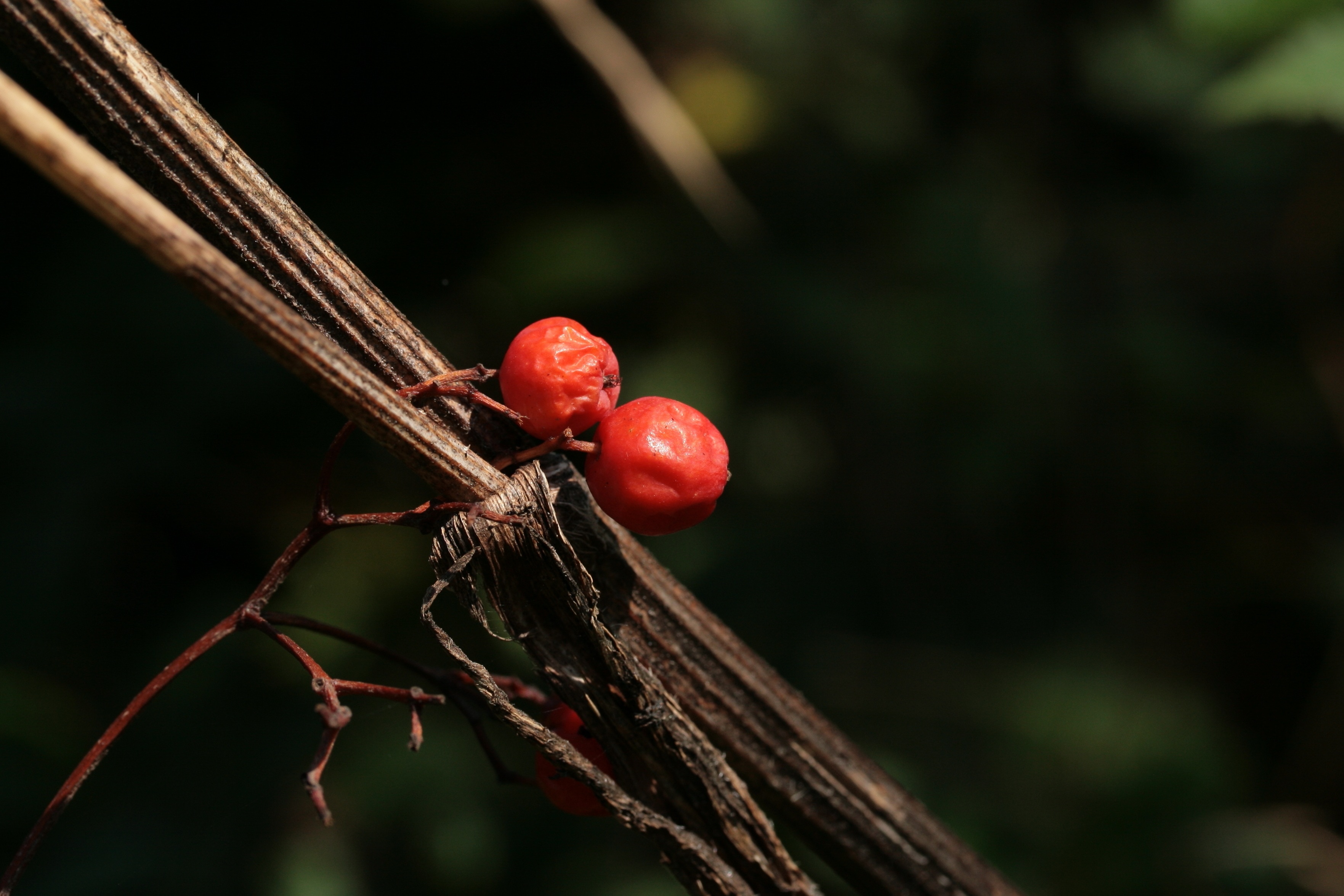 red berry plant