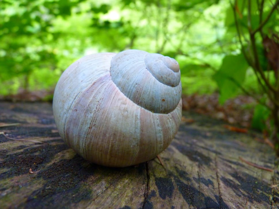 snail shell preview