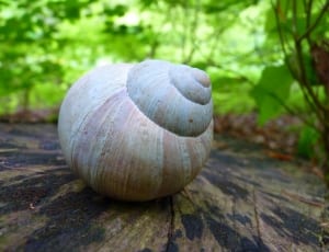 snail shell thumbnail