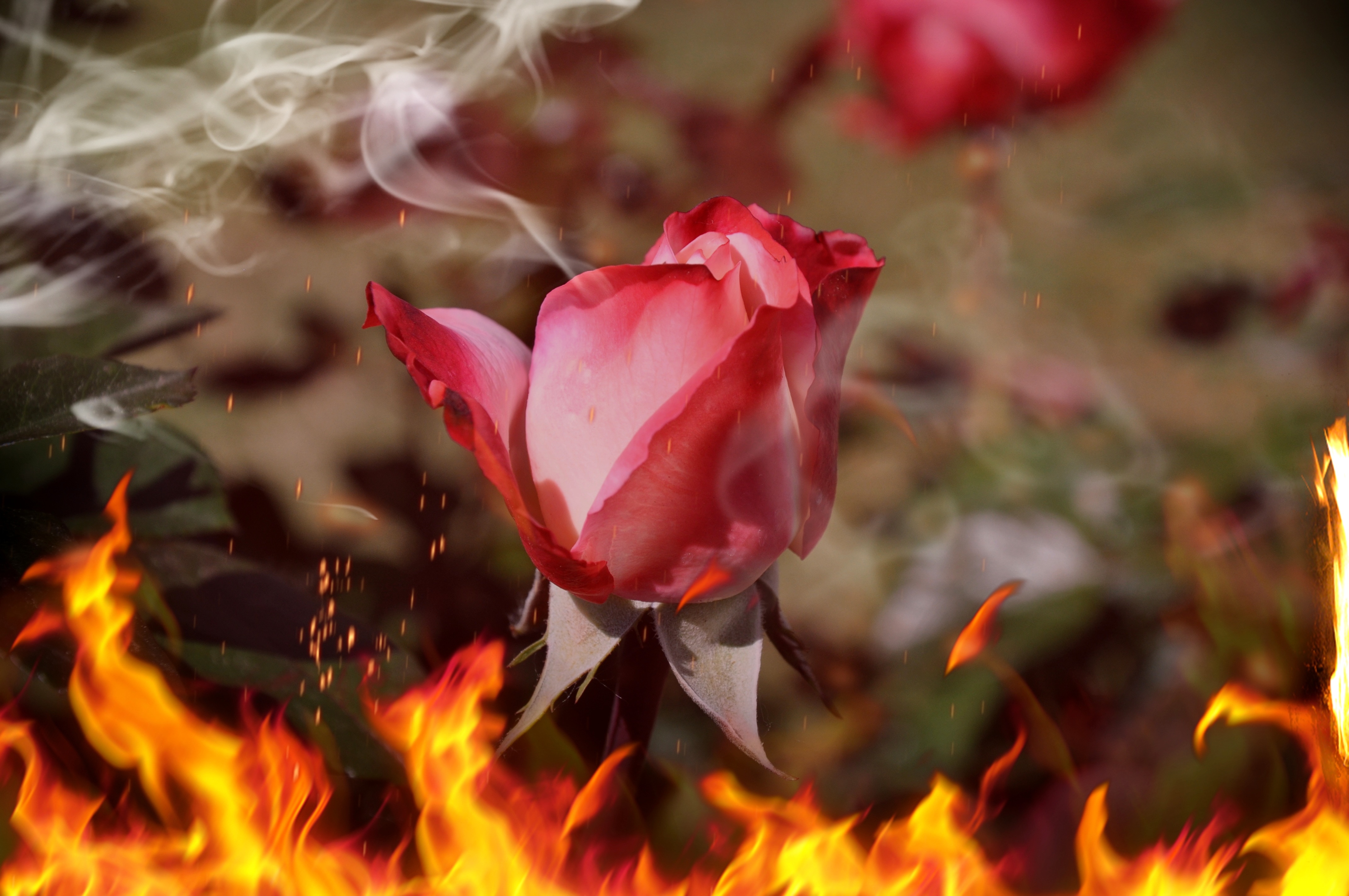 Страстный цветок. Огненный цветок. Цветок в огне. Горящие цветы.