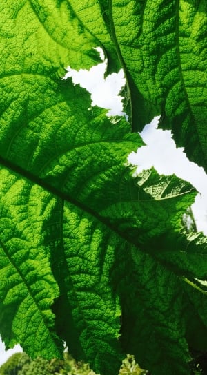 green leaf in close up photography thumbnail