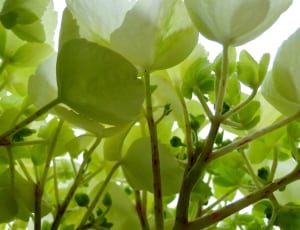 white and green petaled flowers thumbnail