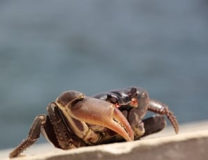black crab thumbnail