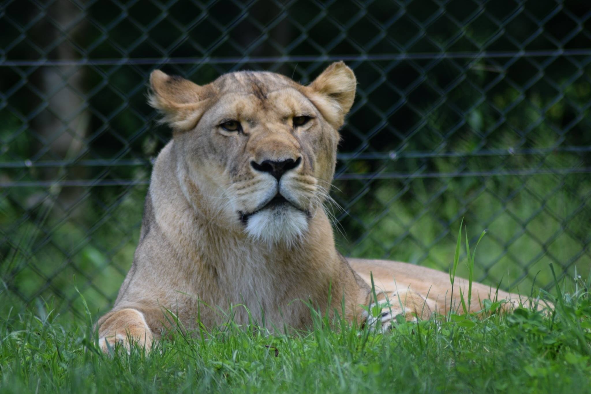 Zoo, Wild, Wild Animals, Wildlife, Lion, one animal, animal wildlife