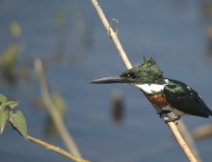 green, white and brown kingfisher on brown tree branch thumbnail