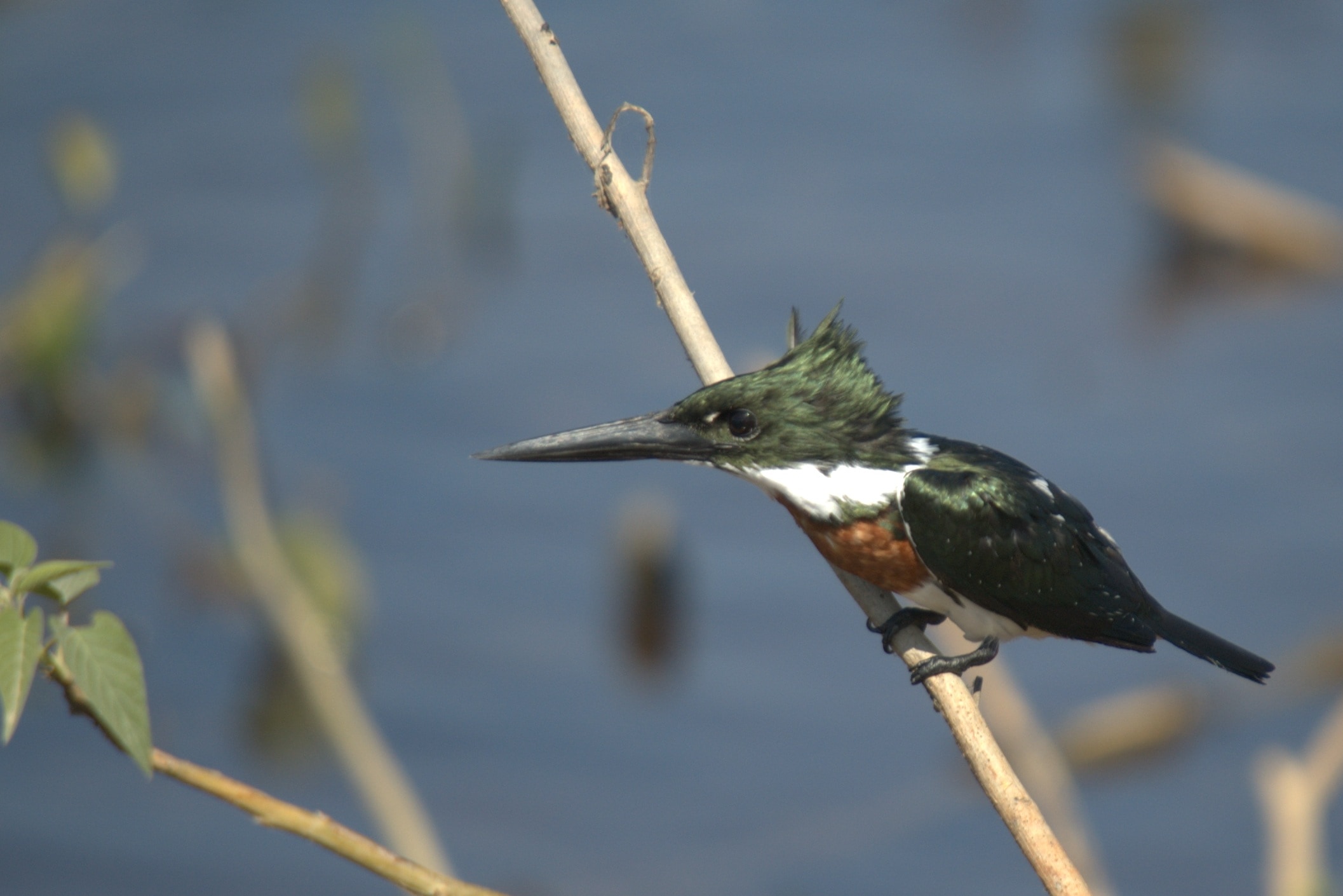green, white and brown kingfisher on brown tree branch