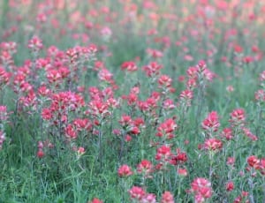 red petaled flower field thumbnail