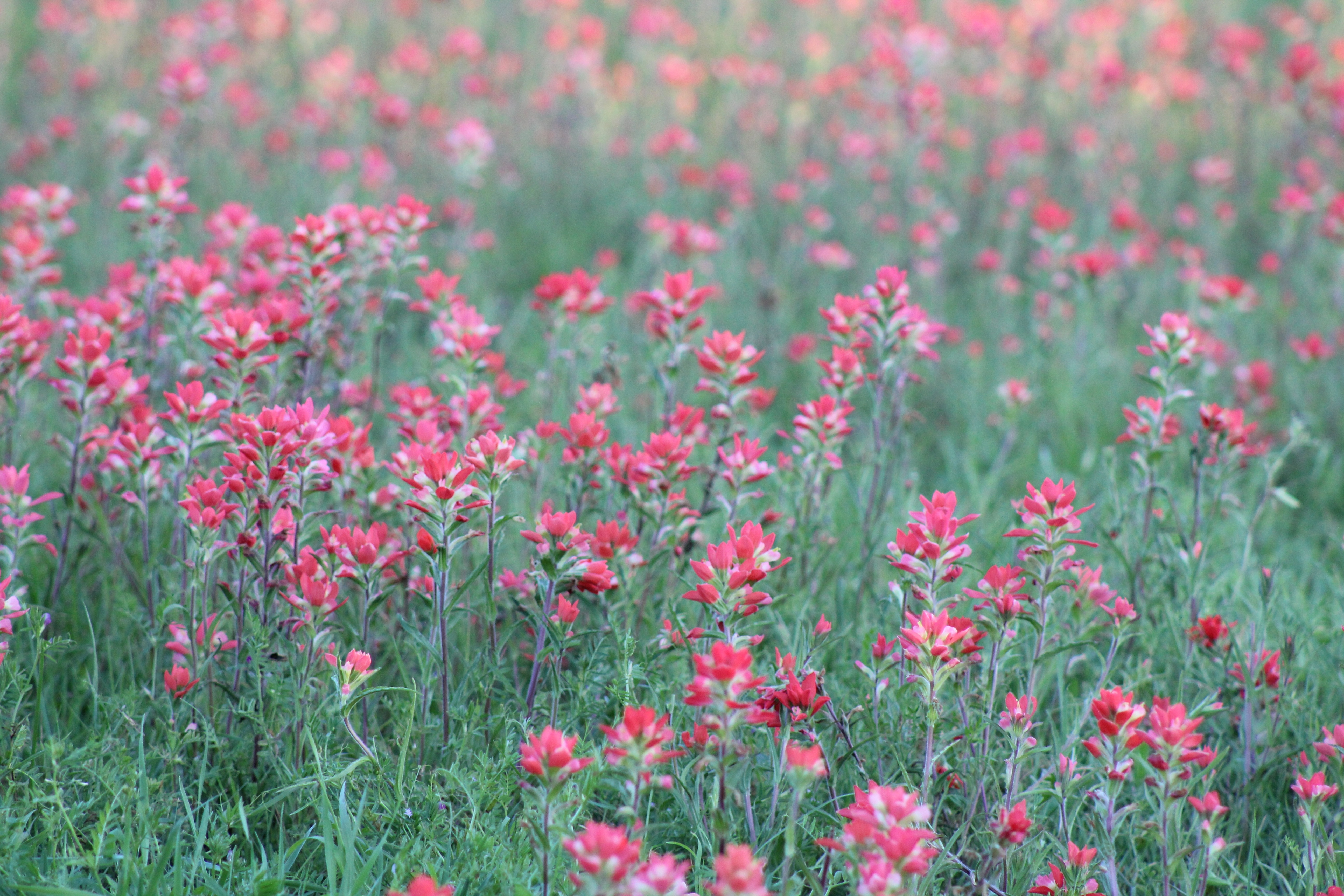 red petaled flower field