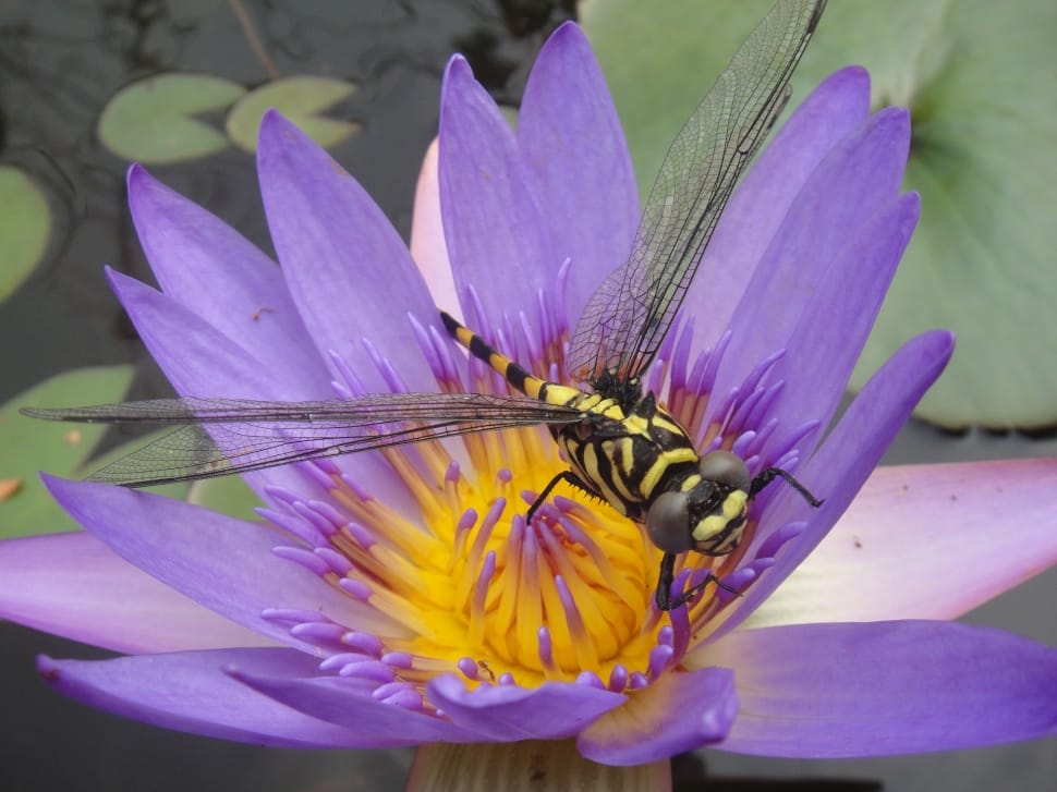 Australian tiger on purple water lily preview