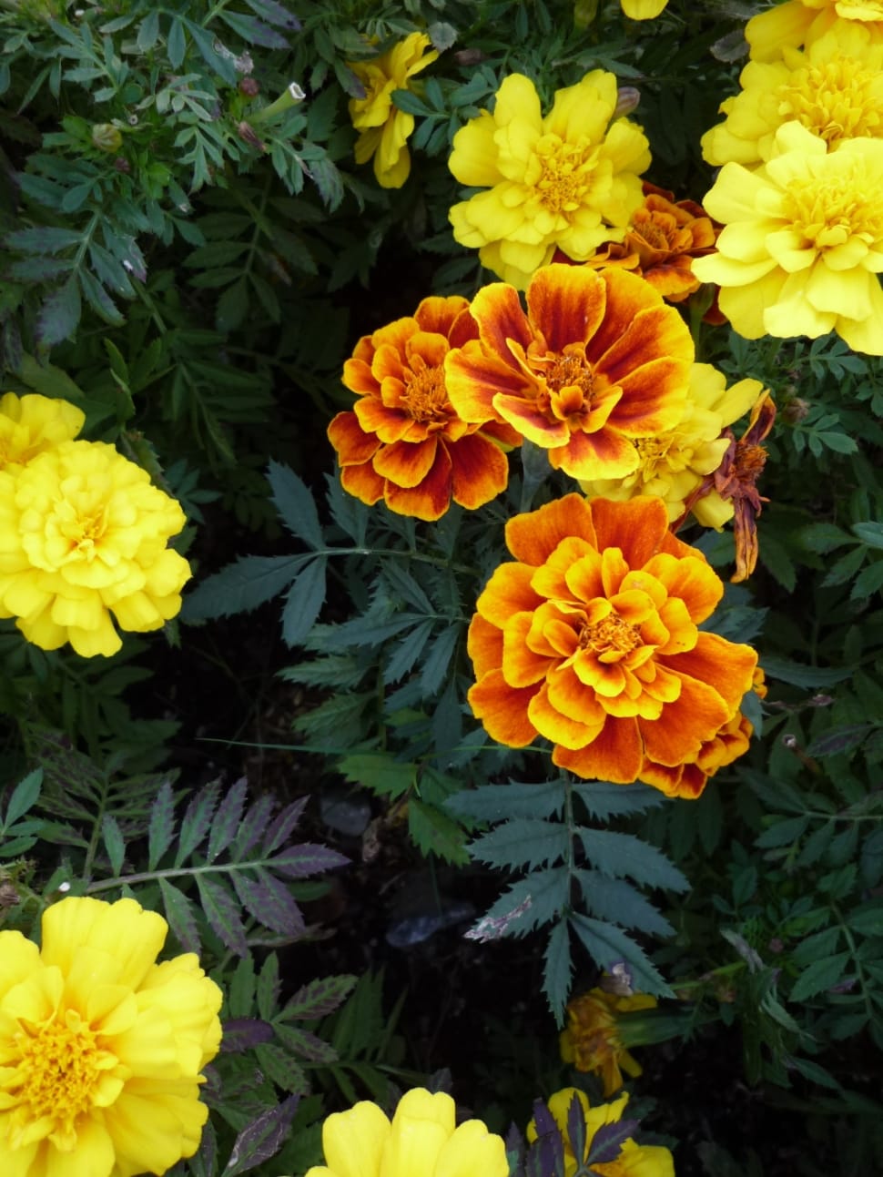yellow and red marigold preview