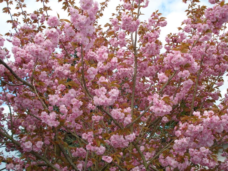 pink flowered tree preview