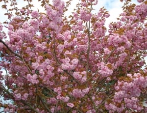 pink flowered tree thumbnail
