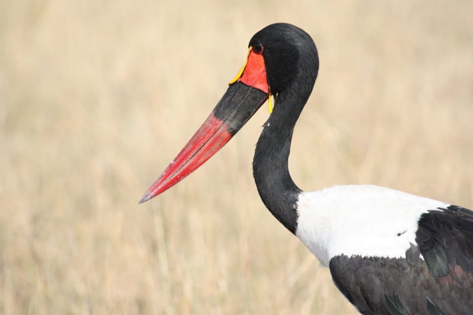 red beak and white breasted stork preview