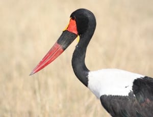 red beak and white breasted stork thumbnail