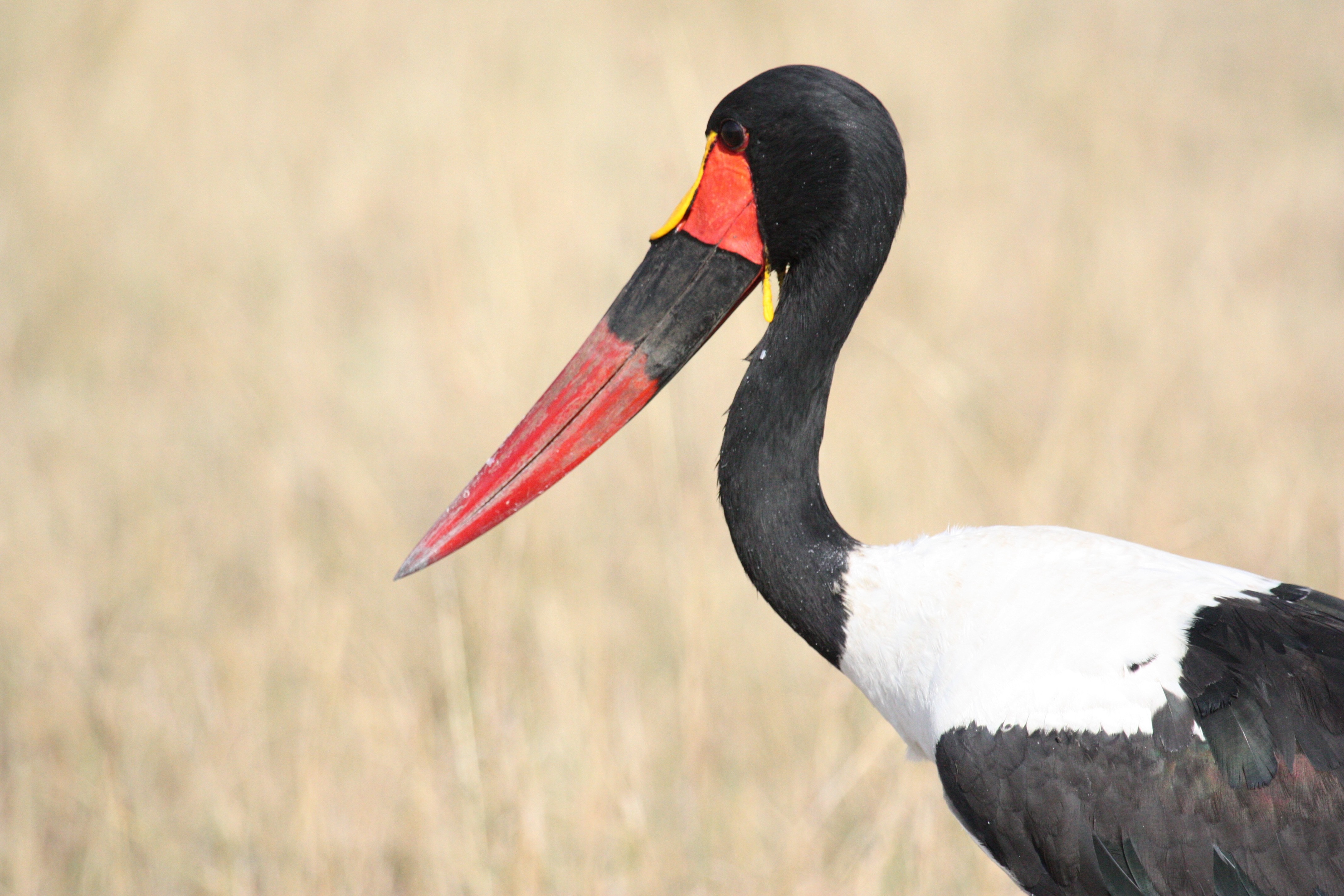 red beak and white breasted stork