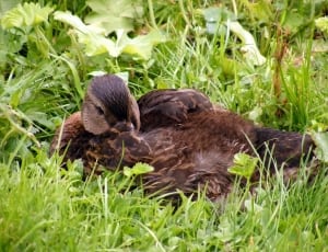 close up photography of brown duck on green grass thumbnail