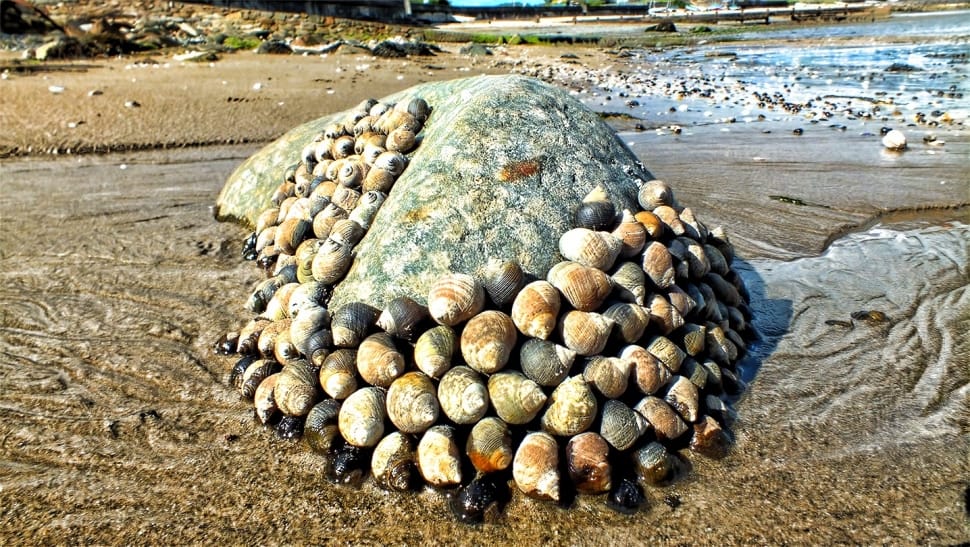 landscape photo of sea shells on stone near sea preview