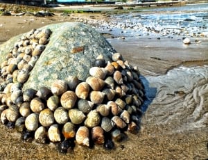 landscape photo of sea shells on stone near sea thumbnail
