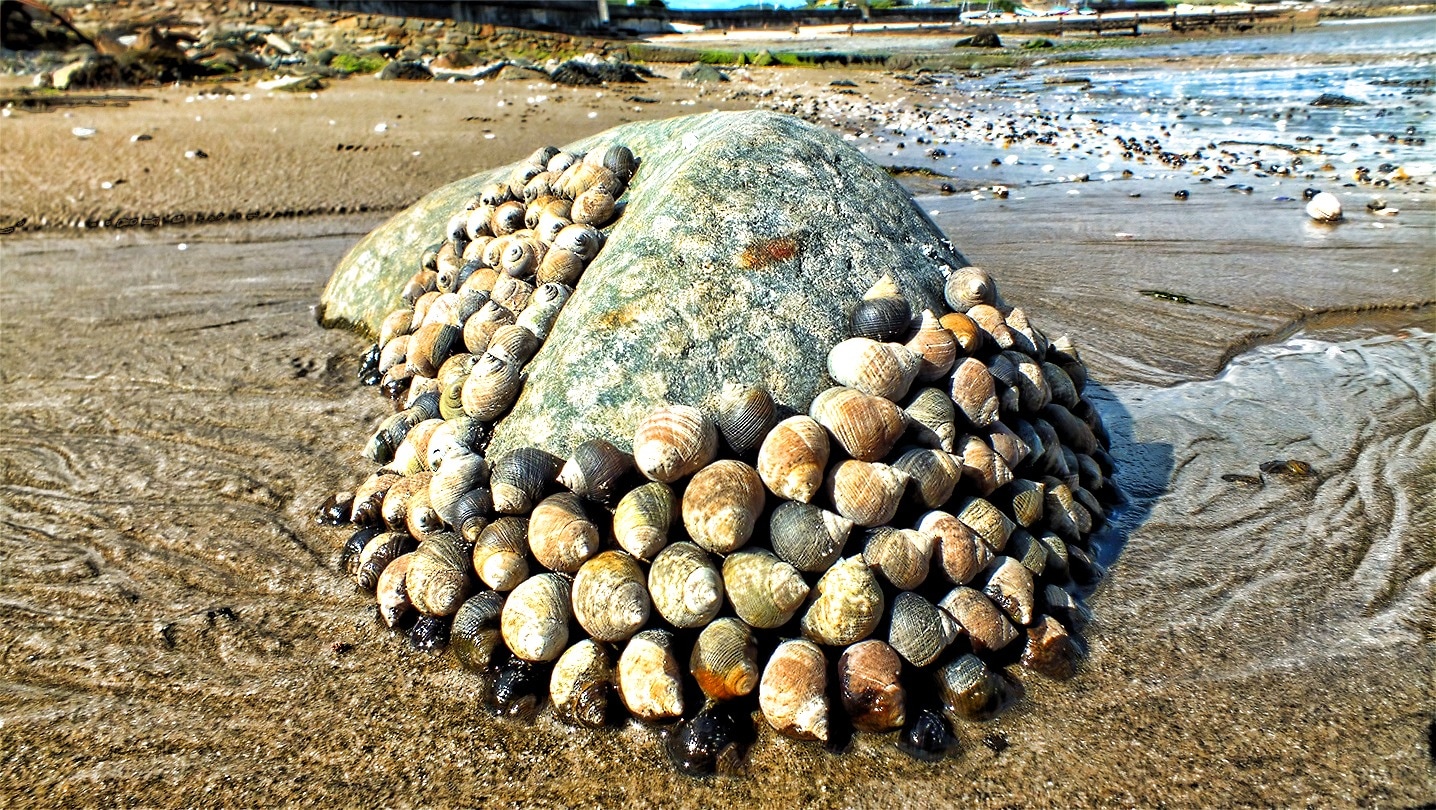 landscape photo of sea shells on stone near sea