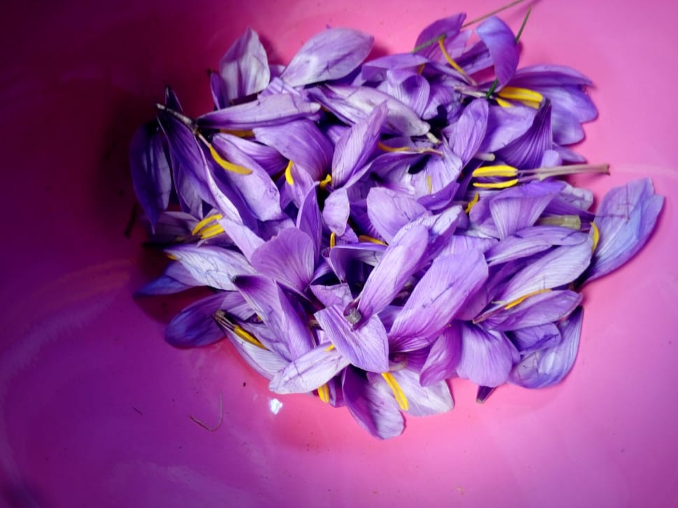 purple flower petals preview