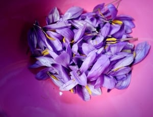 purple flower petals thumbnail