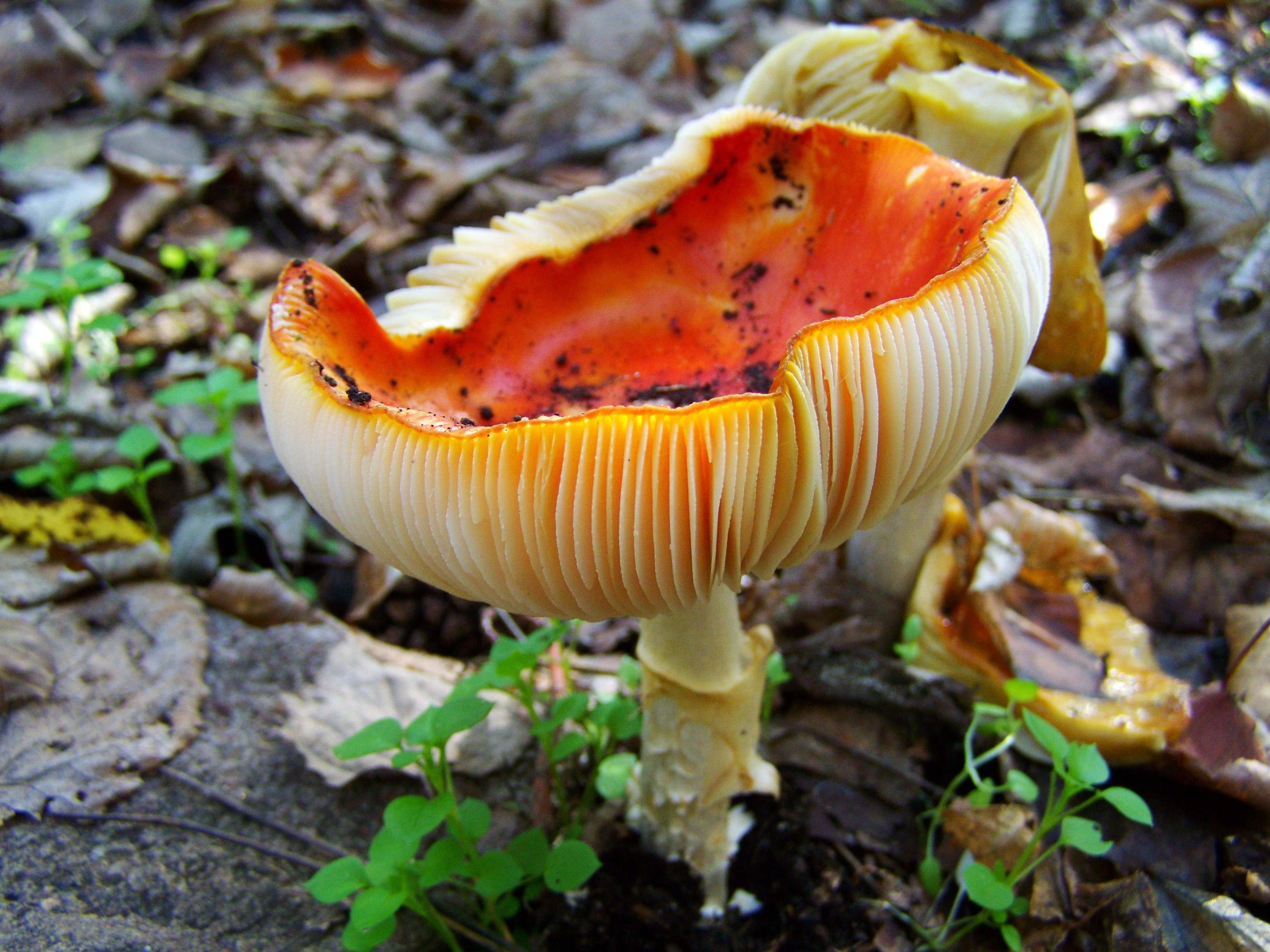 beige and brown mushroom