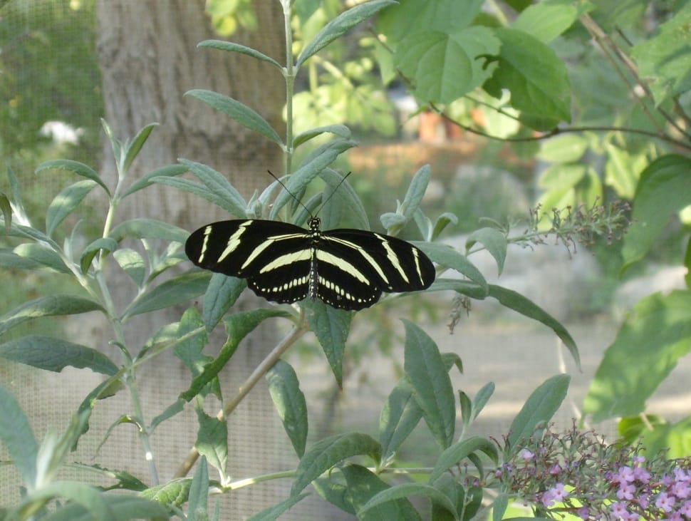 zebra longwing butterfly preview