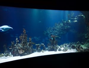 black and clear glass aquarium thumbnail
