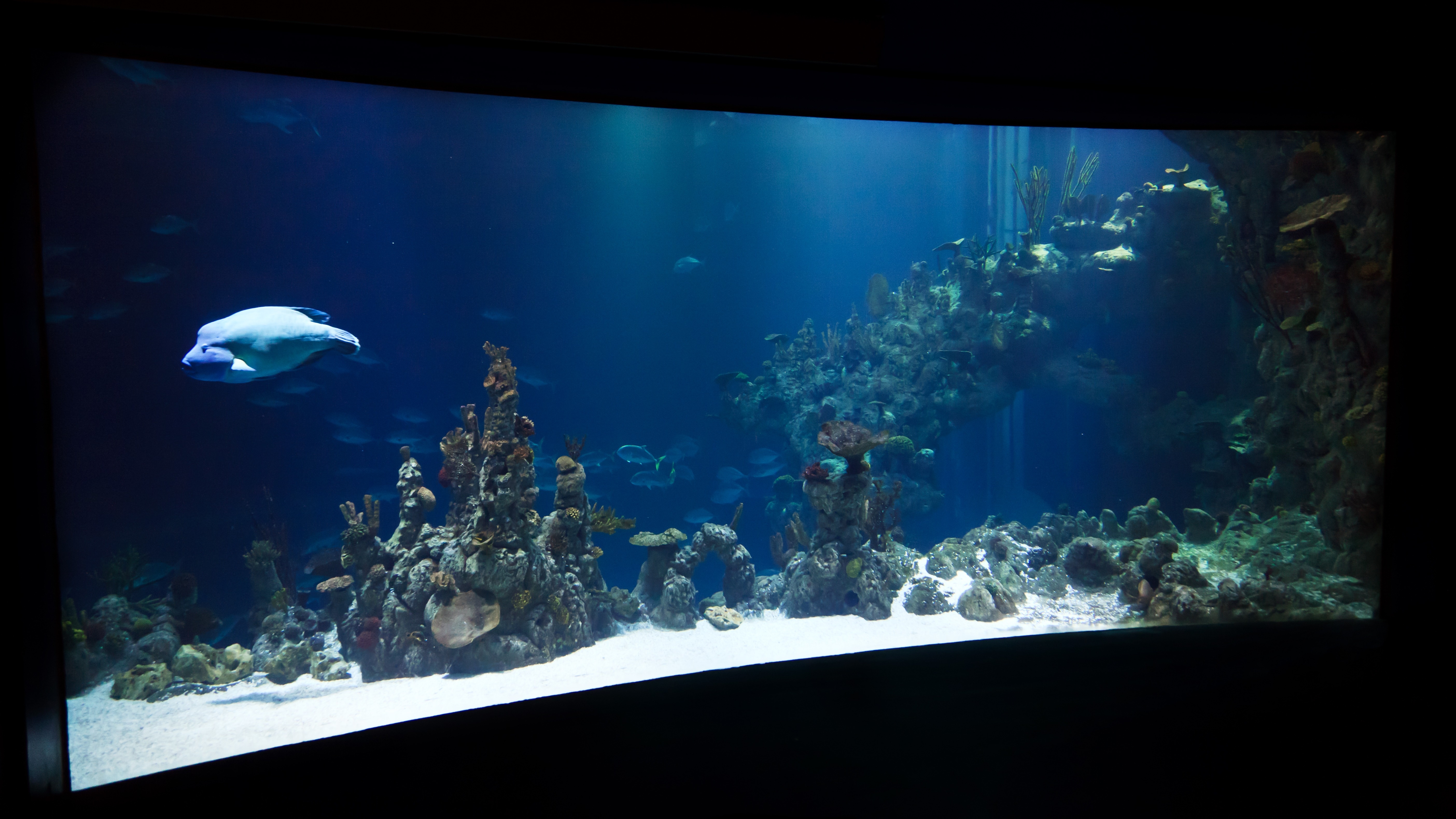 black and clear glass aquarium