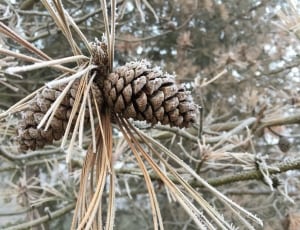 gray pine cone thumbnail